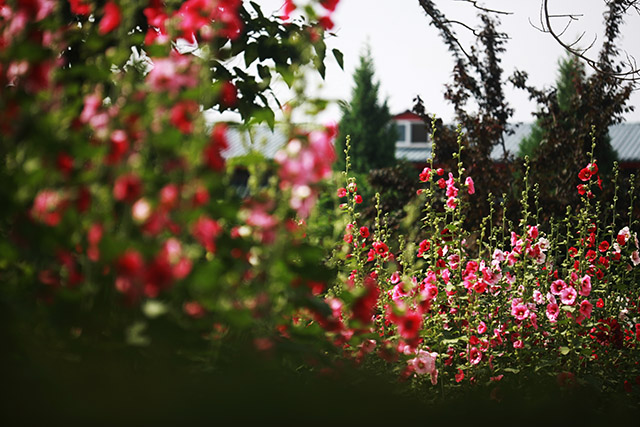 美丽的蜀葵花开在美丽的结核大院