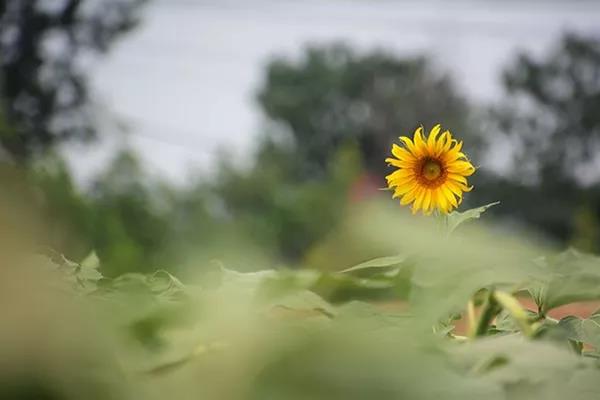 犹如向日葵，保持良好的心情有助于病情恢复