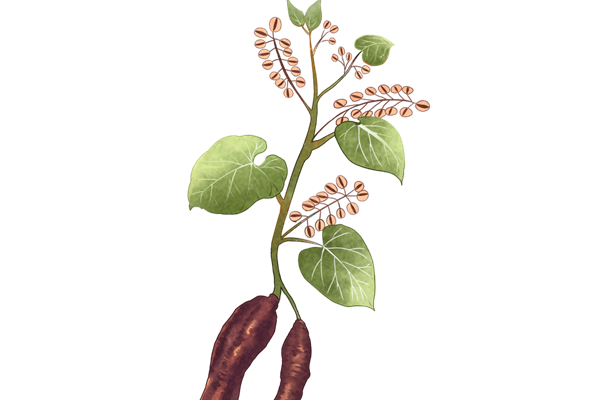 中医也能治疗骨结核